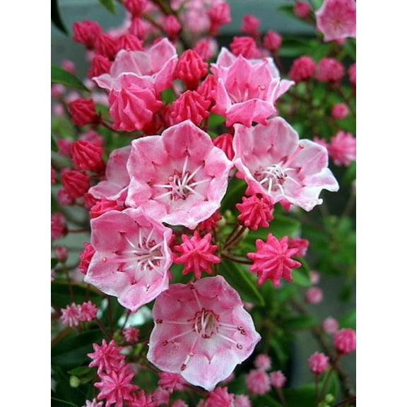 Tiddlywinks Dwarf Mountain Laurel - Kalmia - Very Hardy - 4" Pot