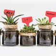 thumbnail image 5 of 100 Etiquetas de Plástico para Plantas y Verduras Rojas 6 x 10 cm, 5 of 5