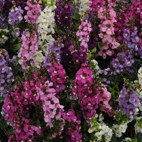 Outsidepride Angelonia Serenita Flower Seed Mix - 30 Seeds