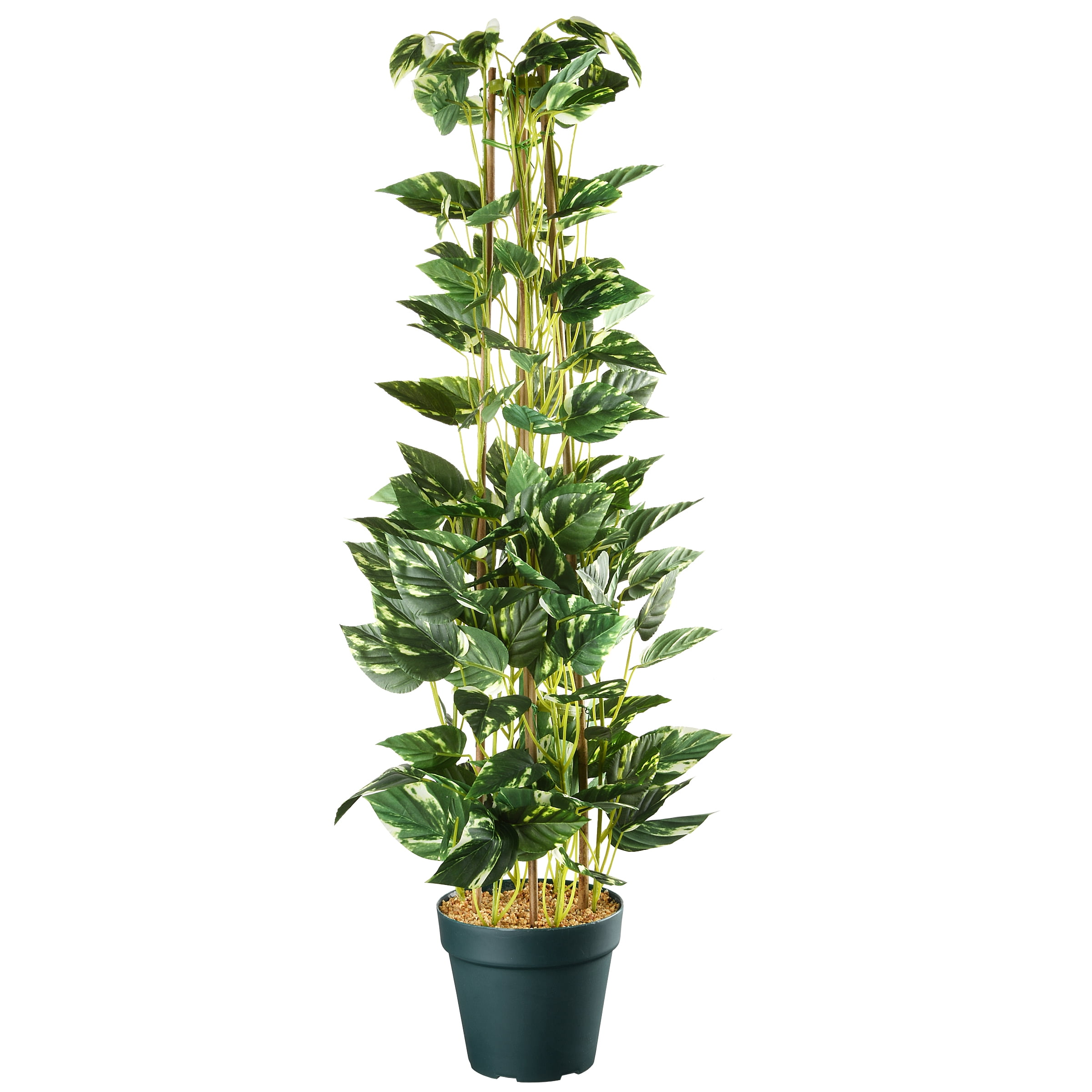 39&quot; Pothos Plant