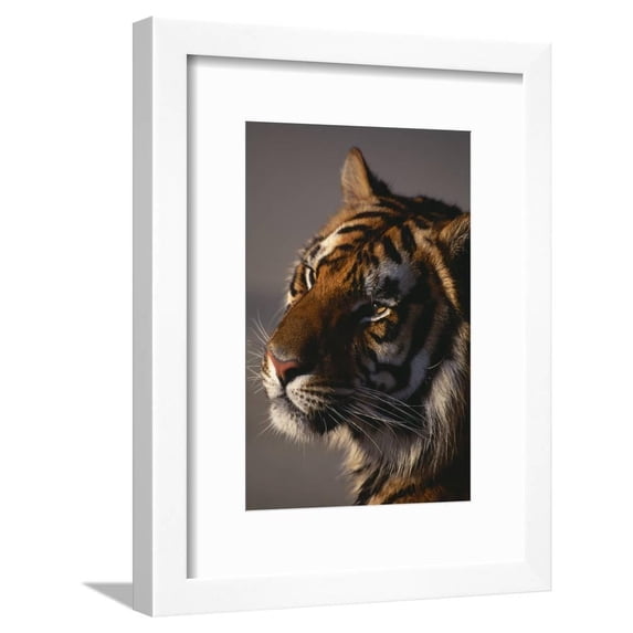 Bengal Tiger, Animals Framed Art Print Wall Art by DLILLC