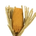 thumbnail image 2 of Vickerman 12" Jumbo Yellow Banksia Flower with Dyed Foliage, Natural Preserved Dried Plant for Wedding Bouquets Home Decor or Everyday Arrangements 3 Per Pack, 2 of 2