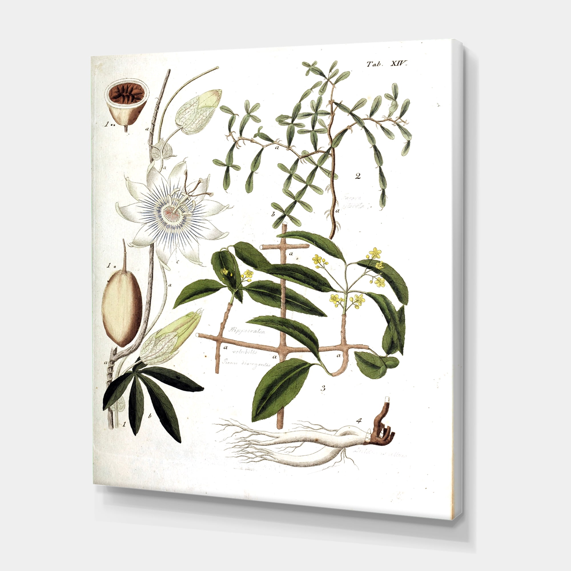 Designart ' Ancient Plant Life IV ' Farmhouse Canvas Wall Art Print