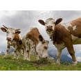 thumbnail image 2 of Zwick, Martin 24x19 White Modern Wood Framed Museum Art Print Titled - Cows on alpine pasture Dolomites at Passo Giau Italy, 2 of 4