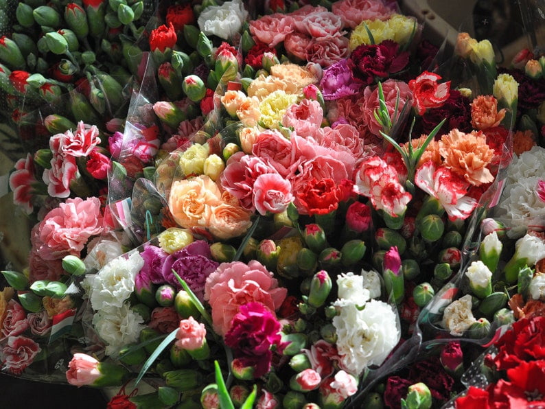 30 Rare Carnation Seeds | Mixed Color Dianthus | Heirloom Flower Seeds for Gardens