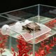 thumbnail image 4 of WHAMVOX Plataforma Con Ventosas Para De Reptiles Metálico Estable, 4 of 7