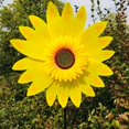 thumbnail image 1 of Molino de viento de girasol giratorio, estaca giratoria de viento de girasol, rueda de Pinwheel de flores para césped, fiesta al aire libre, patio, decoración de Picnic, 1 of 5
