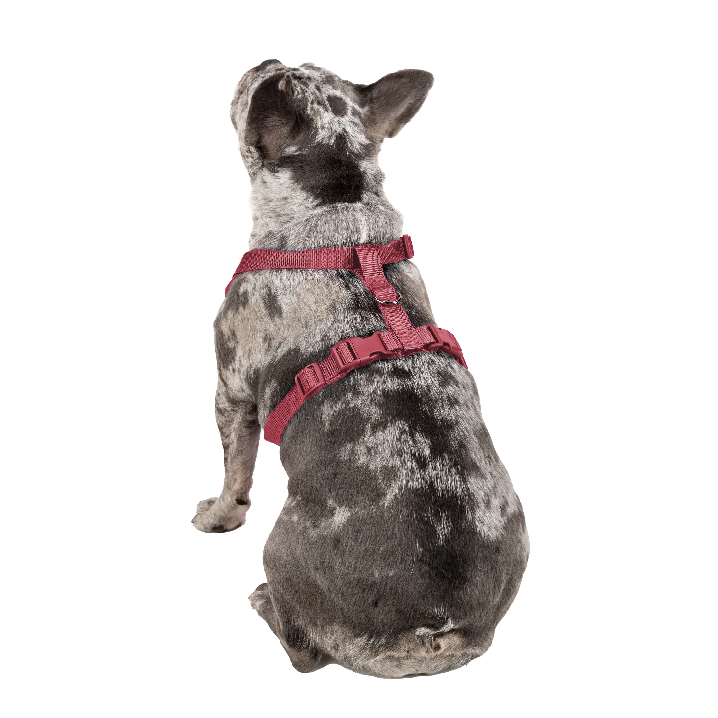 Vibrant Life Polyester Mesh Adjustable and Reflective Dog Walking Harness, Red, M