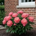 thumbnail image 3 of Peony, Low Maintenance - Easy Grow - Ideal for Beds Borders, Plant Pots & Planters, 3 of 6