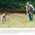 thumbnail image 3 of Juguetes De Pelota Para Perros Con Cuerda Mascotas Morder Masticar Pelota De Entrenamiento Lanzar Bolas Juguete Interactivo Perros Gatos Suministros Al Aire Libre Eigraketly PT002434-01, 3 of 6