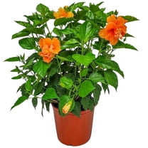 Tropical Plants of Florida 26" to 28" Double Peach Hibiscus Bush; Flowering Plant, Full Sunlight