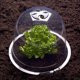 thumbnail image 4 of Campana de ensalada x12 invernadero protector para plantas-Aleko ACTIVE Biensenido a ACTIVE, 4 of 5