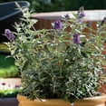 thumbnail image 6 of 3 gal. Buddleia Blue Heaven Shrub with Light Blue Flowers, 6 of 10