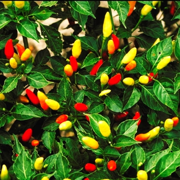 TomorrowSeeds - Tabasco Hot Pepper Seeds - 300  Count - For 2026 Planting 5,000 Scoville Spicy Red