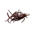 thumbnail image 3 of Pautzke FWORM/NAT Fire Worms Natural, 15 Count, 2 ? inches, 3 of 3