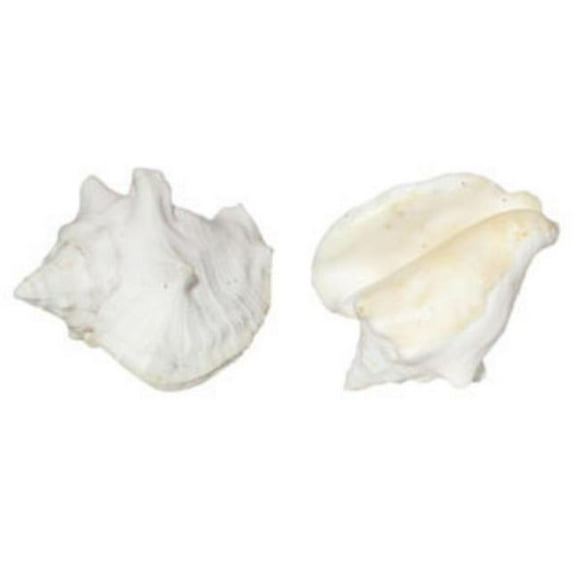 U.S. Shell 08023 Milk Conch, White - 2 Piece