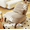 Camel, variant on ROOMARK Cute Accent Chair with Solid Wood Legs, Velvet Living Room Chair with Soft Cushion, Cozy Bedroom Chair, Comfy Armless Reading Chair for Apartment, Waiting Room, Balcony