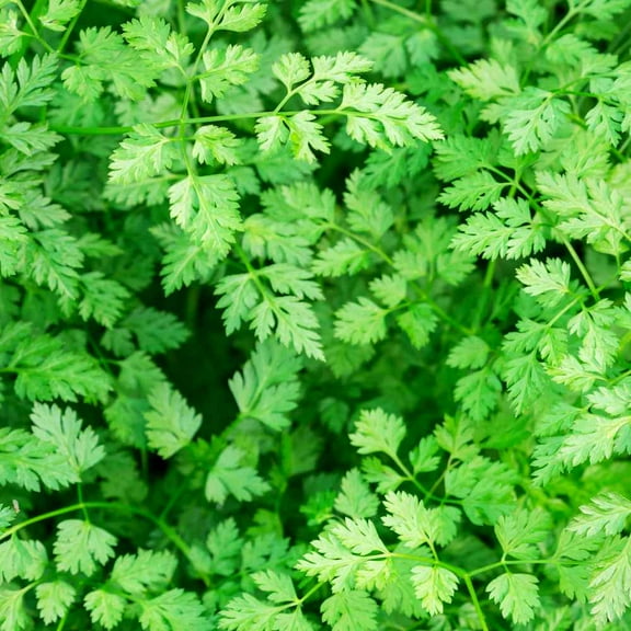 Chervil Seeds - French Parsley Herb Seed - 10000 Seeds