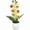 Green, variant on Artificial Phalaenopsis orchid potted plant with 7 Floral flowers Deco Home