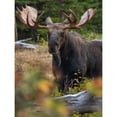 thumbnail image 3 of Fitzharris, Tim 19x24 Black Modern Framed Museum Art Print Titled - Bull moose-Glacier National Park-Montana,, 3 of 5