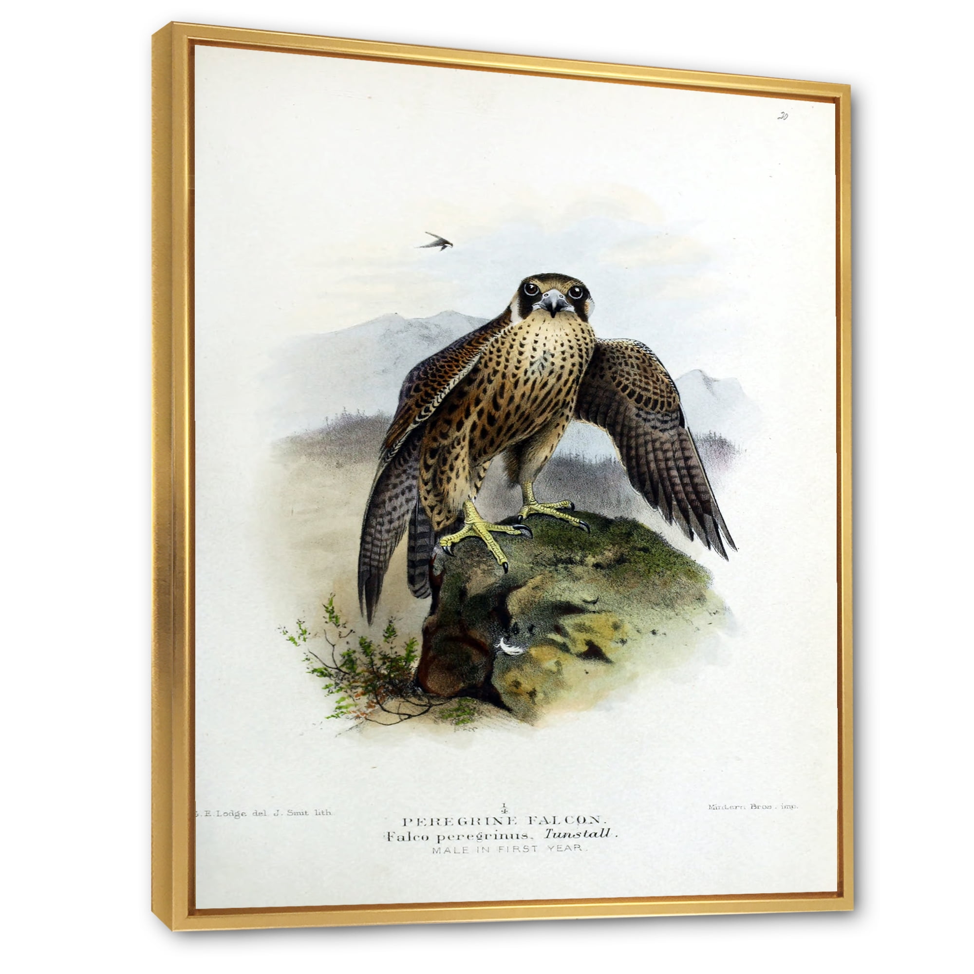 Designart 'Ancient Bird Life VIII' Traditional Framed Canvas Wall Art Print