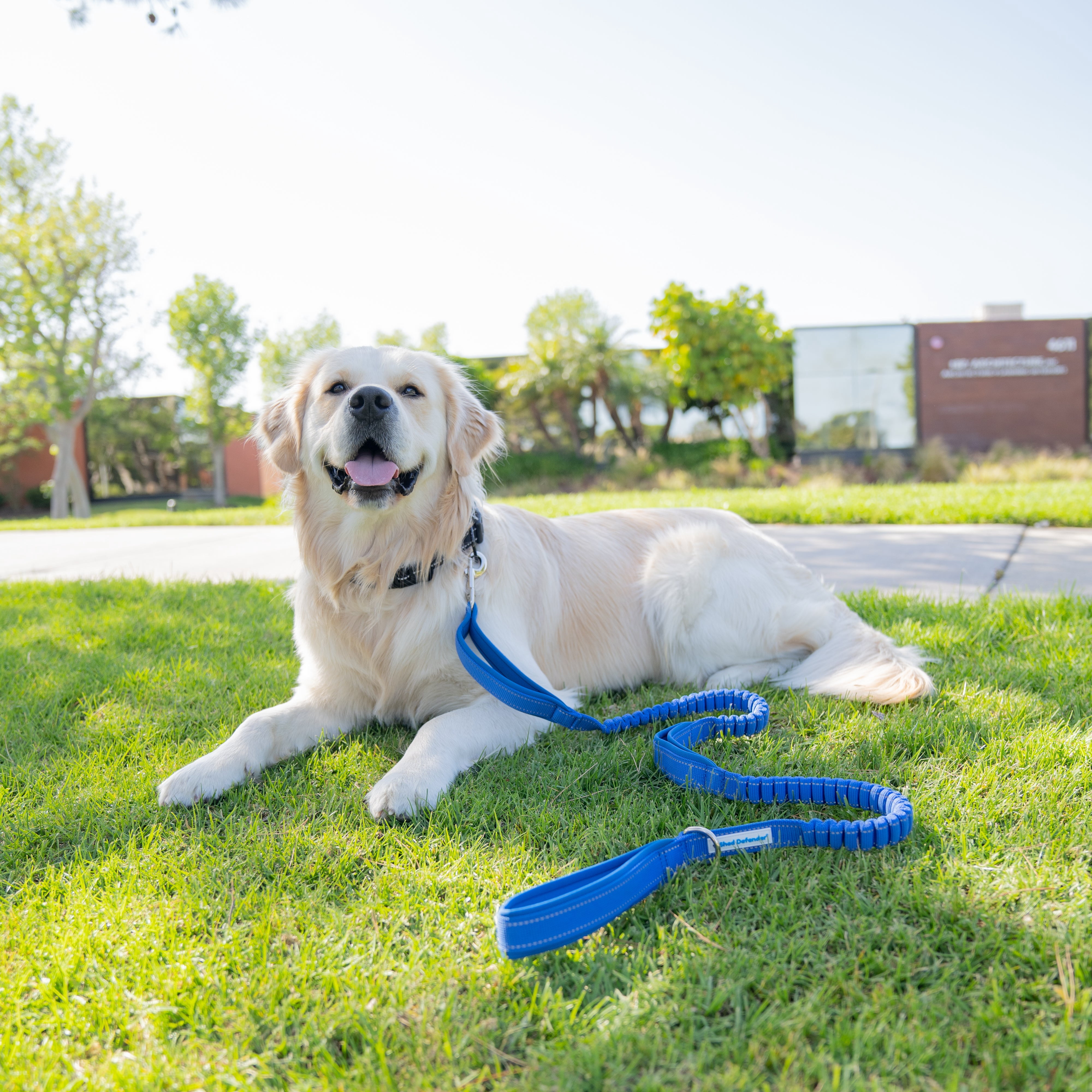 Shed Defender Shock Absorbing Bungee Leash - Three Padded Handles for Traffic Control at Different Lengths, Stretches from 4-7ft, Elastic Dog Leash, Reflective Stitching, Heavy Duty