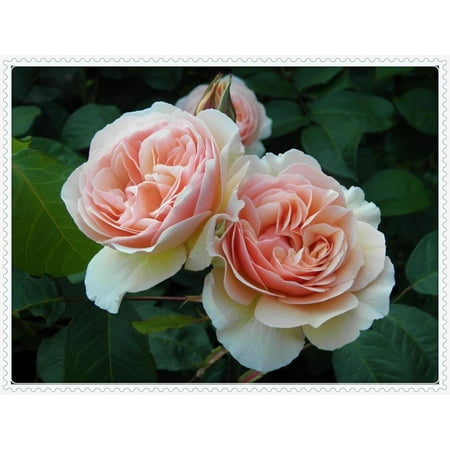 

Rose Bulbs Rose Plant，Rosa Rugosa Ornamental Potted Plant Garden Flower，Rose Bulbs For Sale