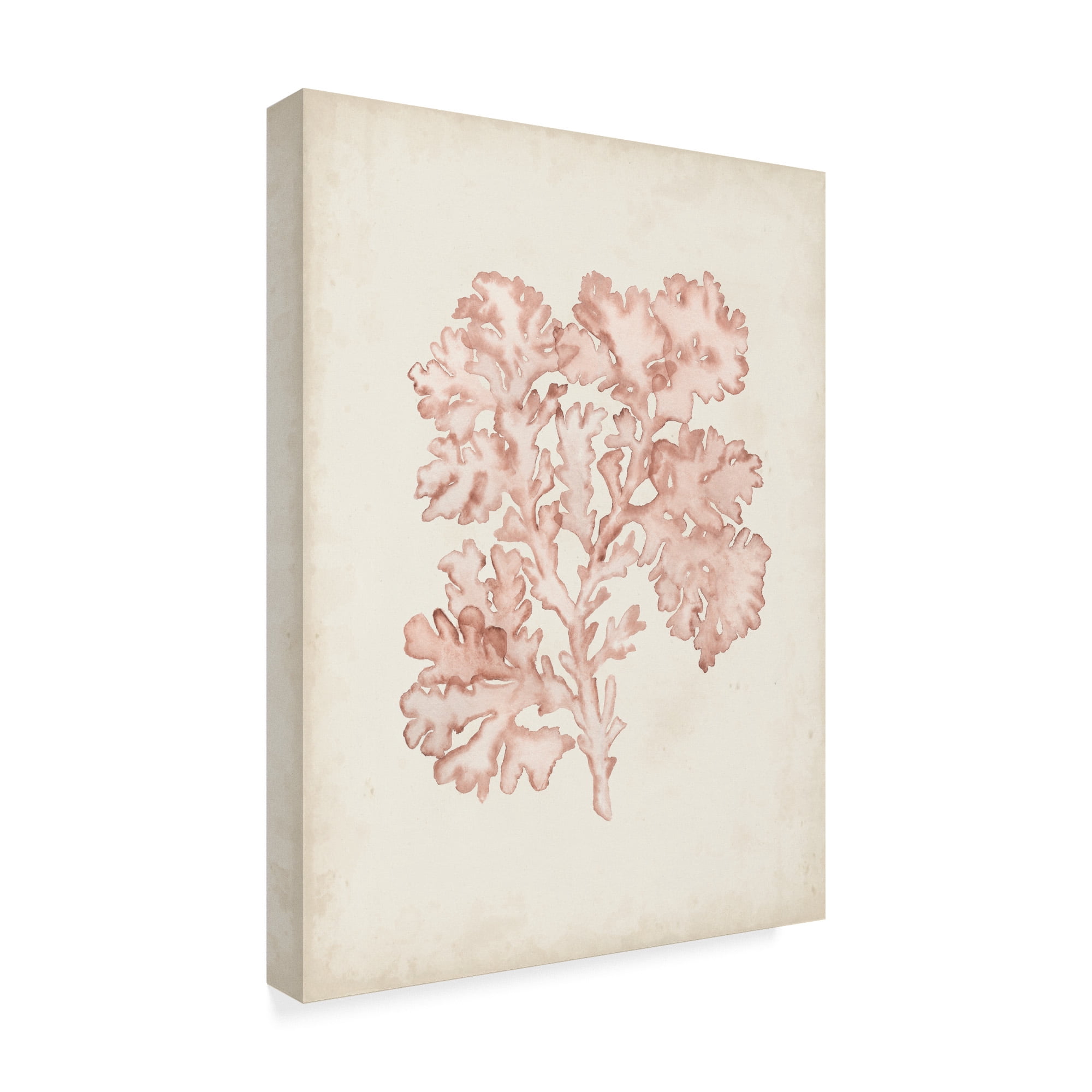 Trademark Fine Art 'Seaweed Specimens VI' Canvas Art by Naomi McCavitt