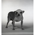 thumbnail image 2 of Portrait of small dog Poster Print (18 x 24), 2 of 4