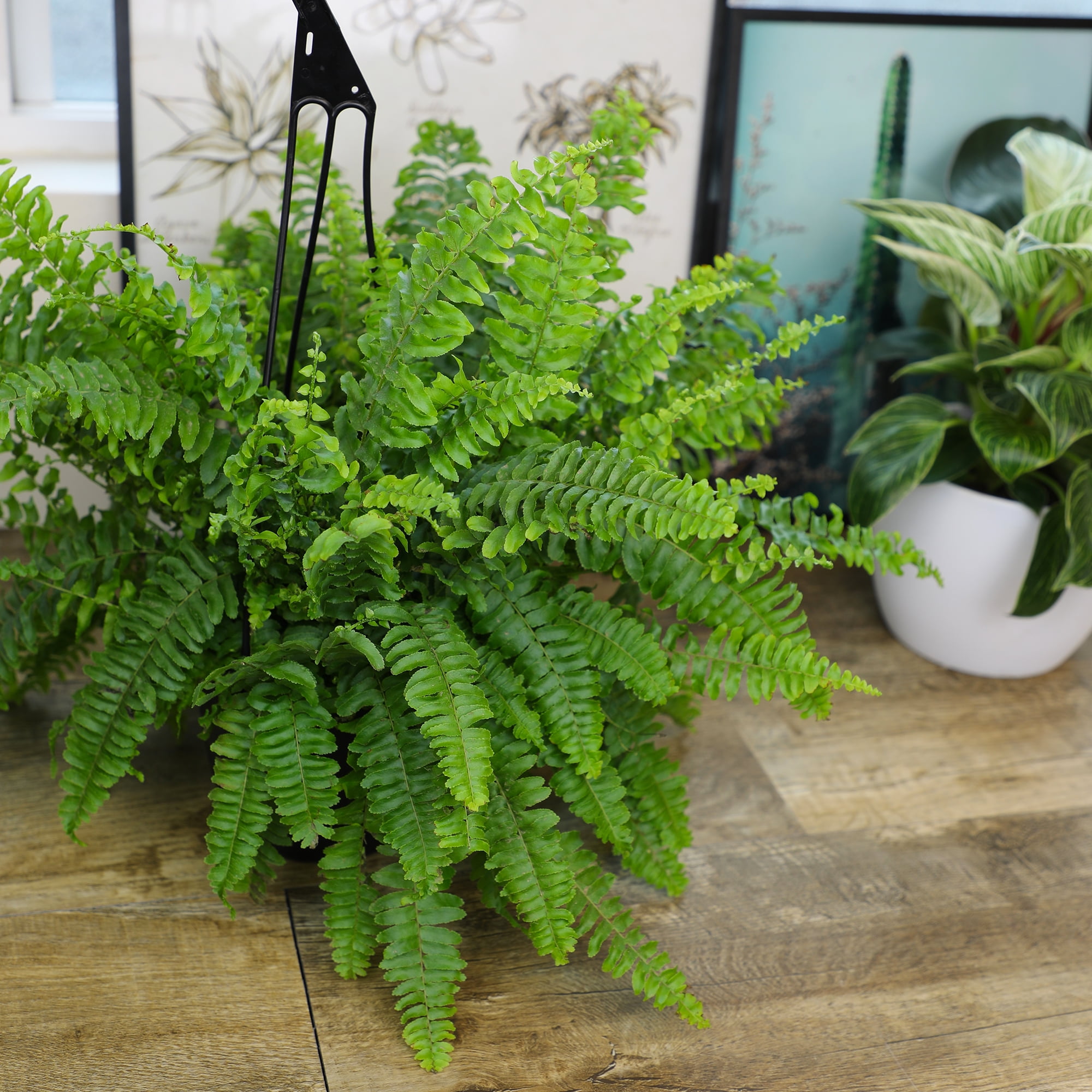 Element by Altman Plants 6in Boston Fern