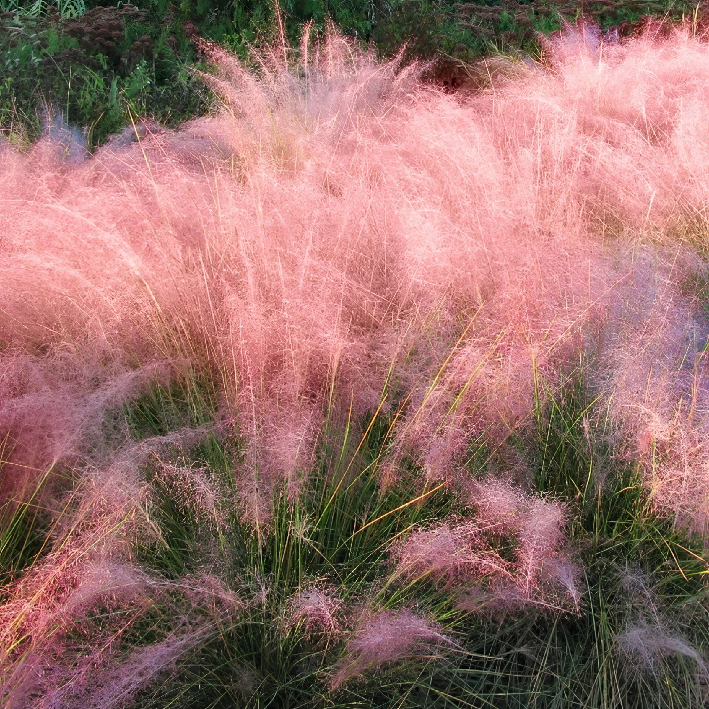 National Plant Network 2.5 in. Pink Muhly (3-Pack)