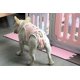 thumbnail image 2 of Pantalones sanitarios para mascotas, banda ajustable, pantalones cortos para menstruación, pañales lavables para perros, pantalones fisiológicos para mascotas para interiores, 2 of 4
