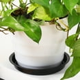 thumbnail image 3 of 16 Pcs Flower Pot Tray Plant Planter Trays for Plants Plastic Indoor Saucers Plates to Catch Water Pots, 3 of 6