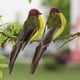 thumbnail image 3 of 3 Unidades de Pájaros con Plumas Artificiales con Clips, Estatuilla para Decoración de Interiores, Colorida Zulema Escultura al aire libre, 3 of 8