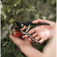 thumbnail image 3 of DRHACE-Bypass pruning shears, 3 of 4