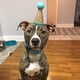 thumbnail image 2 of 2 Piezas De Mascota De 1 Año De Edad, Sombrero De Perro, Gato, Corona, Gorra, Bowknot, Sombrero, Accesorio, Azul Zulema Pet Dog Cat Pyppy Headwear, 2 of 8