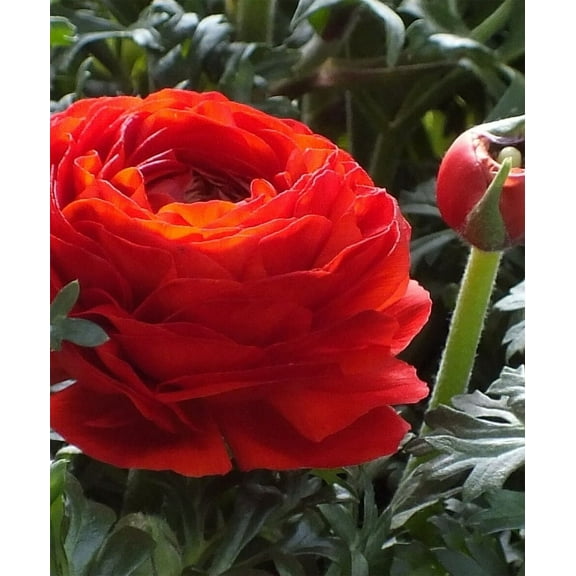 50 RANUNCULUS RED SHADES BULBS