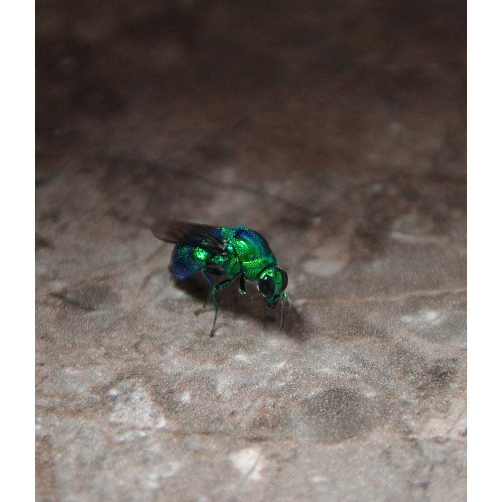 Wings Macro Bug Nature Insect Green Fly Small 20 Inch By 30 Inch Laminated Poster With Bright