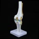 thumbnail image 1 of l Cráneo Del Modelo de rticulación de La de Odontologia de Tamaño Real Cola Estatua de la articulación de la rodilla humana, 1 of 8