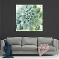 thumbnail image 7 of Epic Art 'Verdant Succulent II' by Grace Popp, Acrylic Wall Glass, 36"x36", 7 of 7