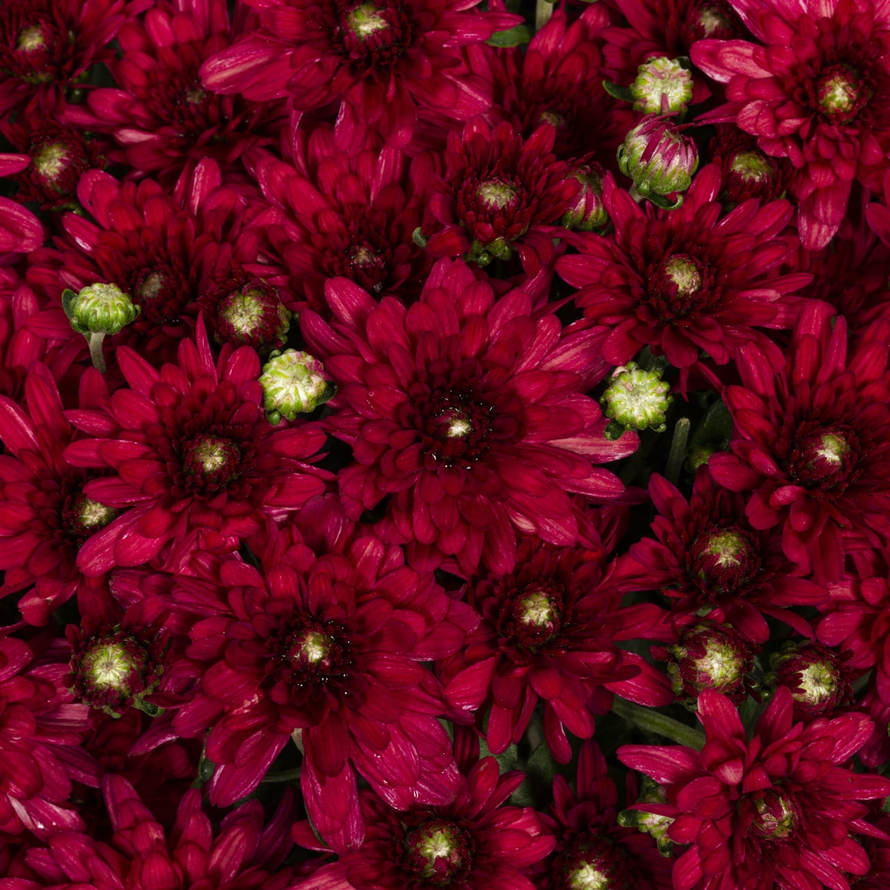 Better Homes & Gardens 1.5 gal Red Garden Mum Live Plant in Decorative Planter