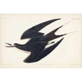thumbnail image 3 of Audubon, John James 24x17 Black Modern Framed Museum Art Print Titled - Pl 235 Sooty Tern, 3 of 5