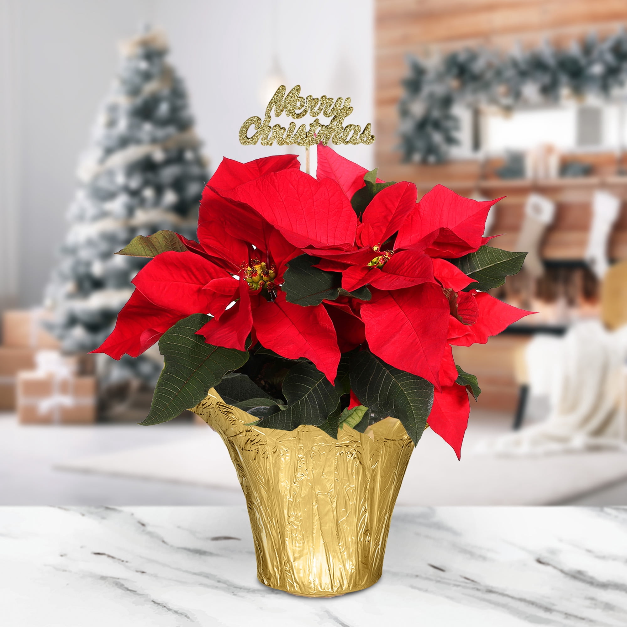 Plants and Blooms 8-10" Red Poinsettia Live Plant in 4" Gold Pot Cover with Merry Christmas Pick, House Plant