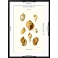 thumbnail image 5 of Art.com Buccinum Shells Art Print by John Mawe, Black Frame Wall Art, 21" x 29", 5 of 5