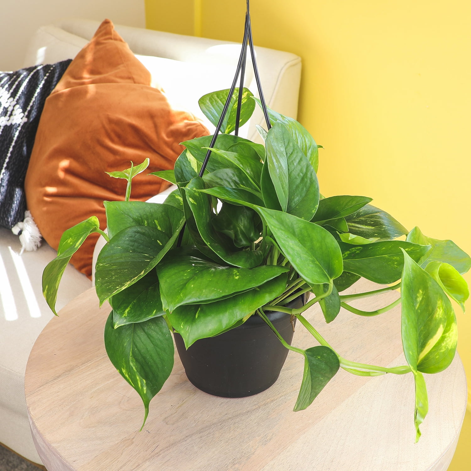 Expert Gardener Golden Pothos Basket, Easy Care Houseplant, 6 in Hanger Basket, Indirect to Full Sun