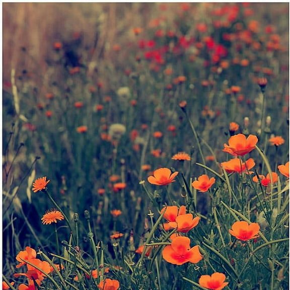 Trademark Fine Art Beata Czyzowska Young Field of Dreams Canvas Wall Art - 18x18