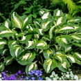 thumbnail image 3 of Easy to Grow Hosta Giants Collection 9 Plant Roots, Summer Shade Zones 3-9, 3 of 7