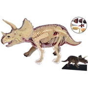 Triceratops Dinosaur Anatomy Model