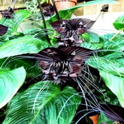 Black Bat Orchid Flower Seeds (Tacca chantrieri) RARE Tropical Garden Houseplant, 5 Seeds