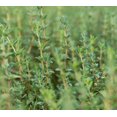 thumbnail image 4 of Thyme Herb Mix Live plants Certified Organic 3.5 inch pots. English, French, Lemon Vareigated, 4 of 5